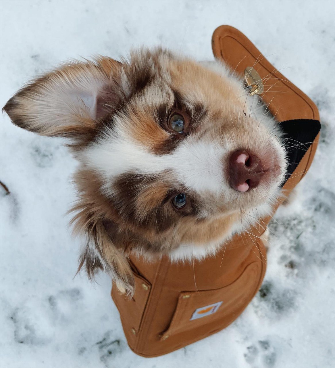 Tracy - Australian Shepherd Puppy